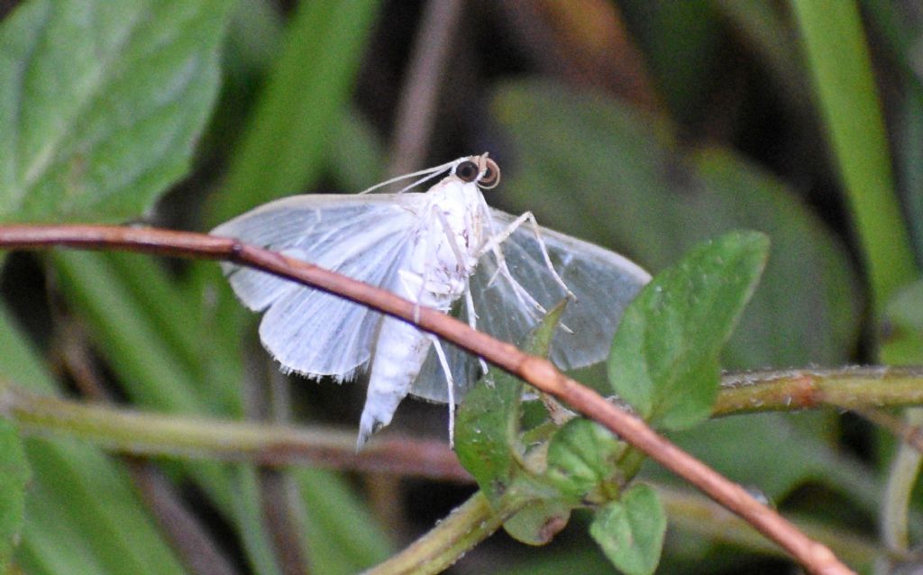 Falena? S, Palpita vitrealis (Crambidae)